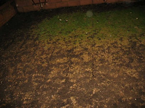 Nemasys leatherjacket killer (100sqm pack)