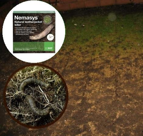 Nemasys leatherjacket killer (100sqm pack)