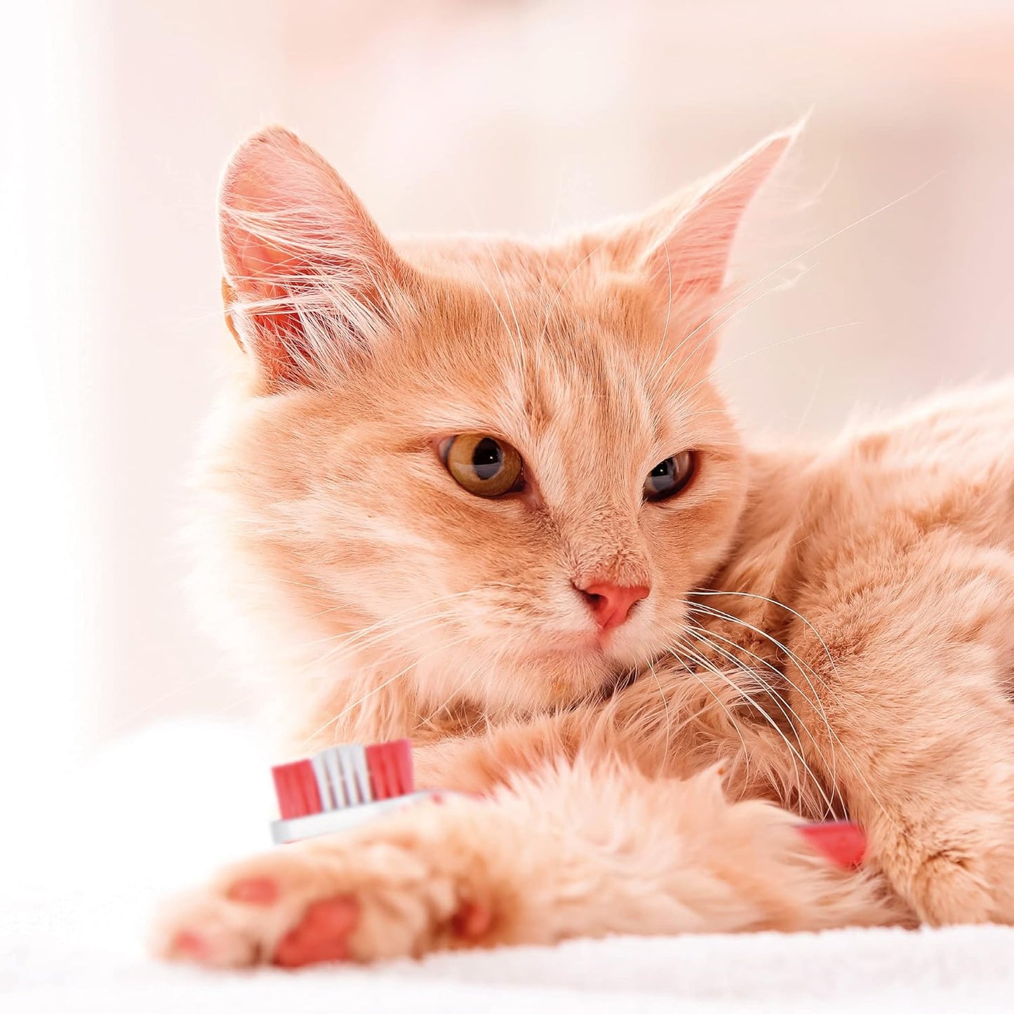 Beaphar - Advanced Dual-Enzyme Toothpaste - Dental Care for Dogs and Cats - Helps Prevent Bad Breath and Combat Plaque - Liver-Flavoured -100g Tube