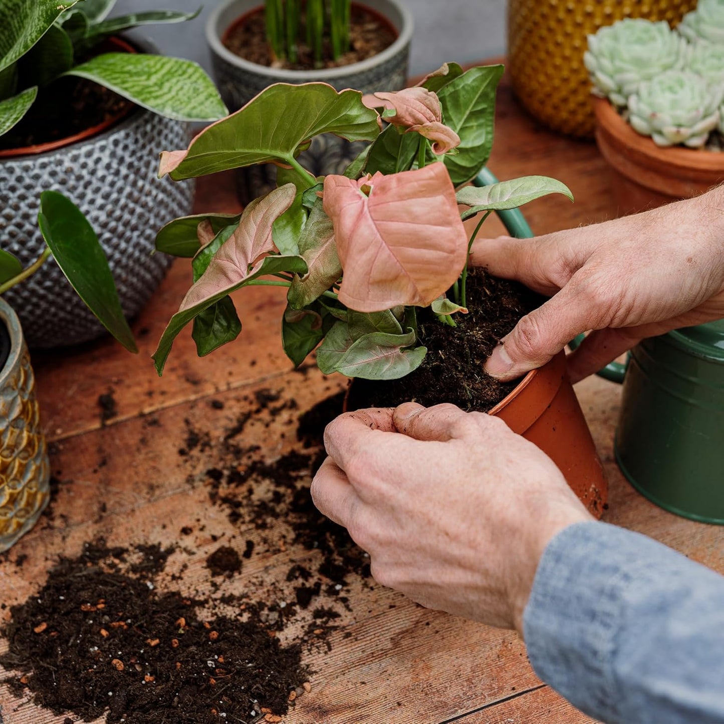 Houseplant Potting Mix 4L