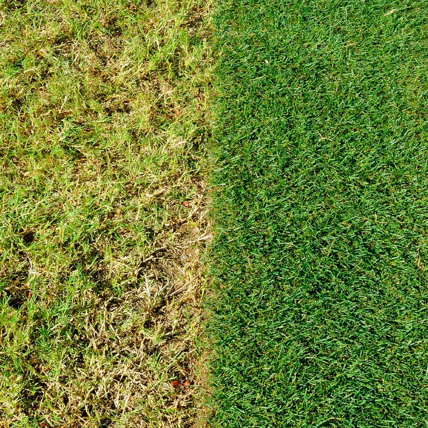 Miracle-Gro 121187 EverGreen Complete 4-in-1 Spreader, Lawn Food, Weed & Moss Control, 80 m2, Yellow